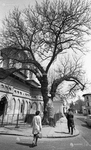 DUDUL ALB - 1965.jpg