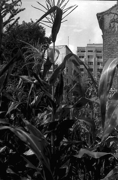 File:1971 Aug Corn, Piata Amzei.jpg