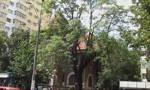 1506493 240322009504503 6676435111226966559 n.jpg