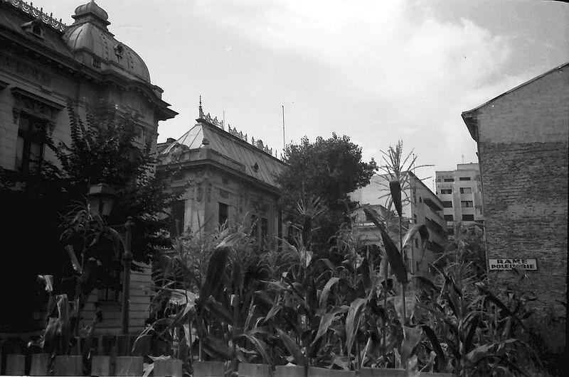 File:1971 Sep 28 Corn in Piata Amzei.jpg