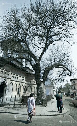 DUDUL ALB - 1965 C.jpg