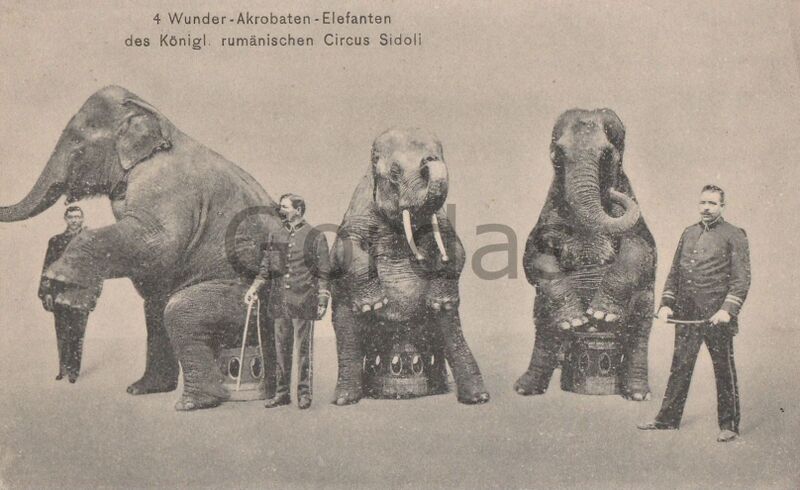 File:1917Circul Sidoli - Advertise - Elephant.jpg