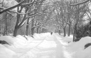 Parcul Cișmigiu din București, în februarie 1963 10.jpg