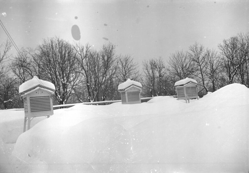 File:Parcului Carol - strada Cuțitul de Argint.februarie 1954 9.jpg