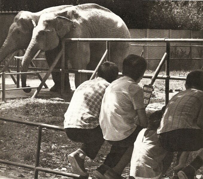 File:ZOO Baneasa.jpg