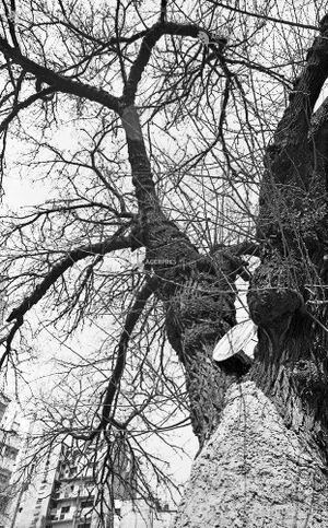 DUDUL ALB 2 1965.jpg